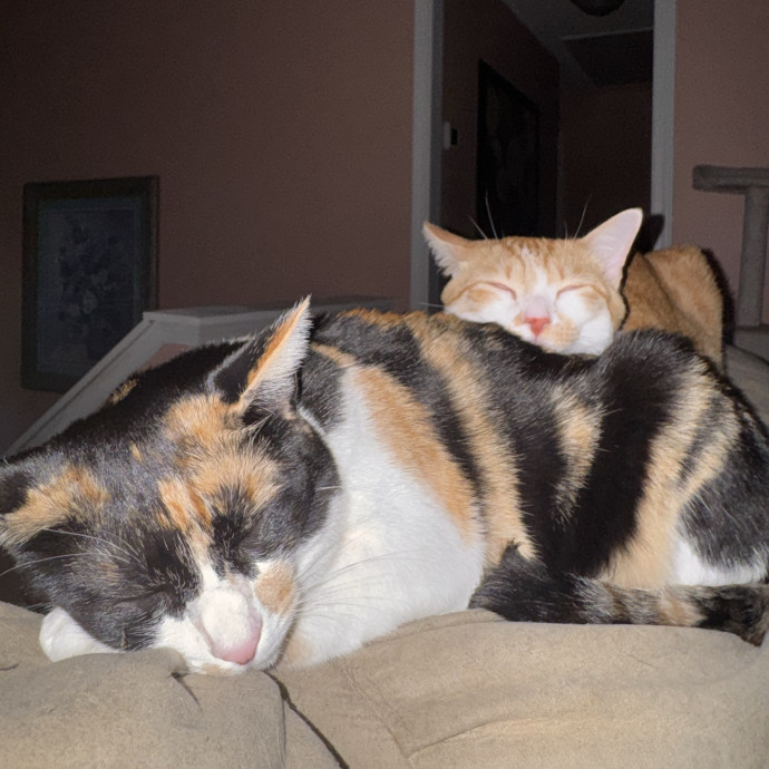 Cat Sitting With Love photo 3