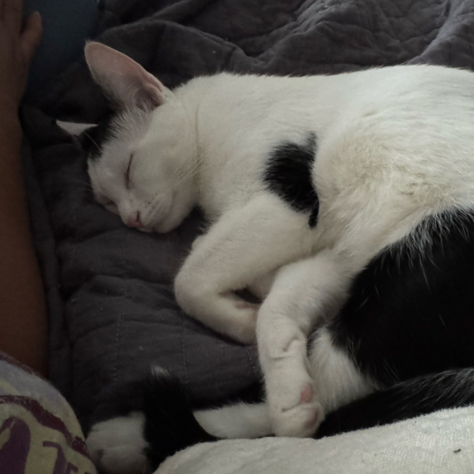 Cat Sitting With Love photo 2