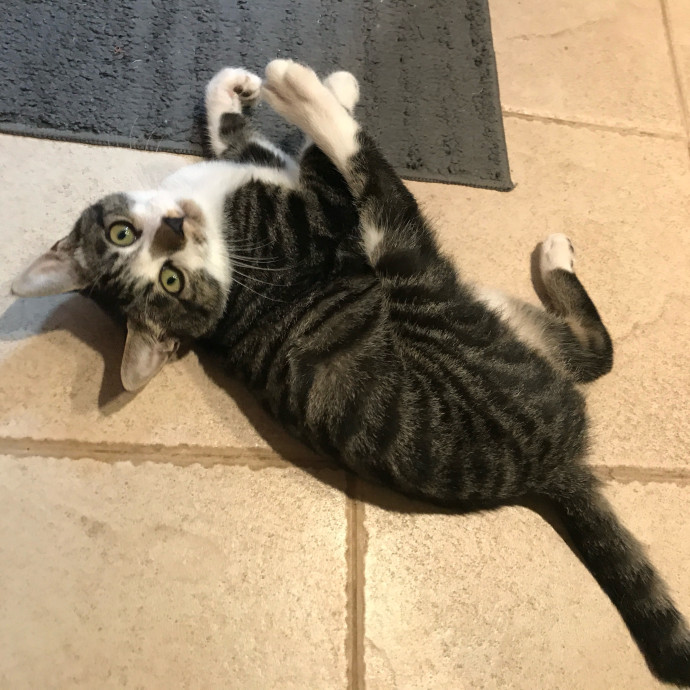 Mercy Around Them Meowmeows