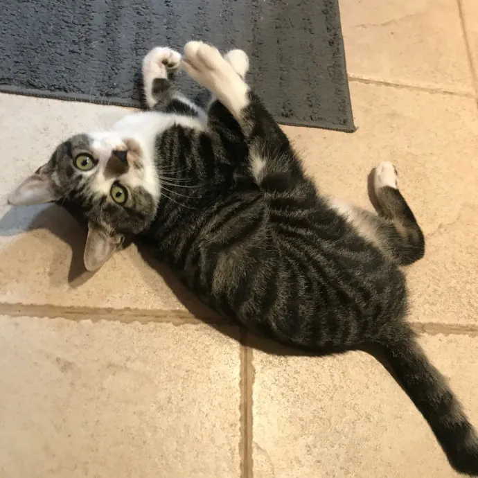 Mercy Around Them Meowmeows