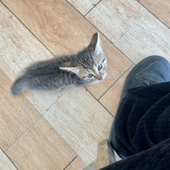 Mercy Around Them Meowmeows