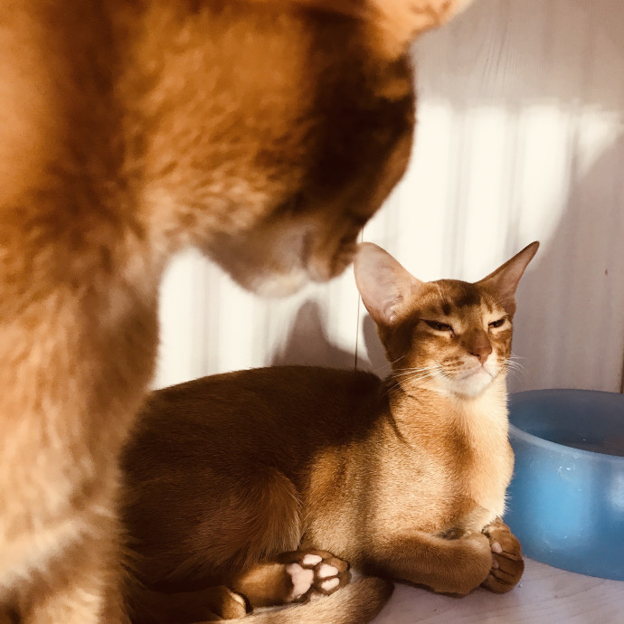 Mercy Around Them Meowmeows