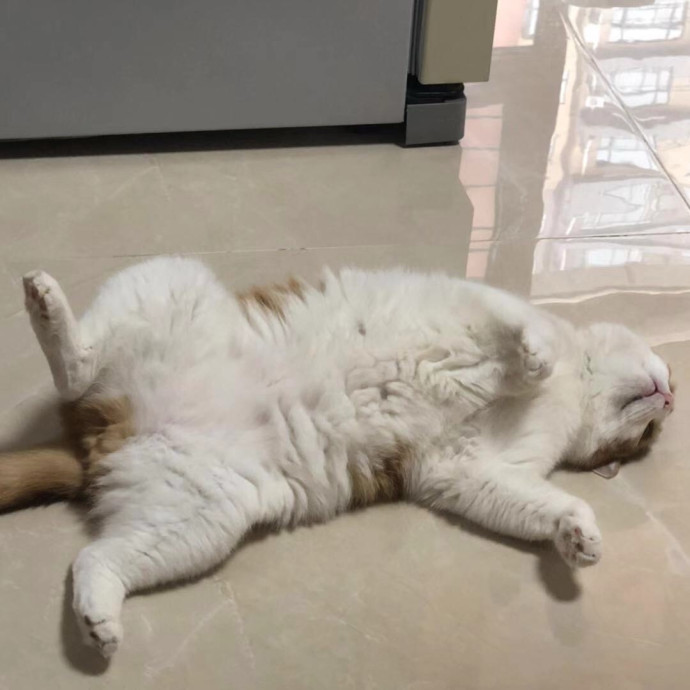 Mercy Around Them Meowmeows