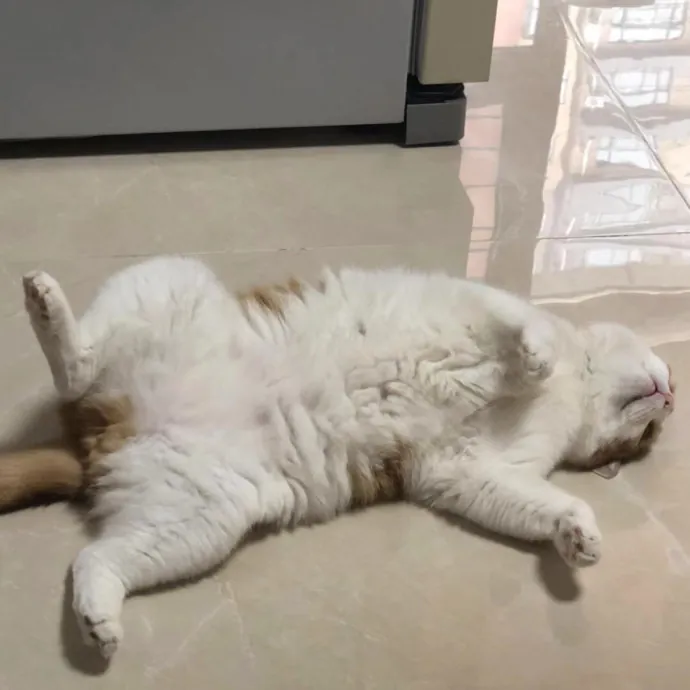 Mercy Around Them Meowmeows