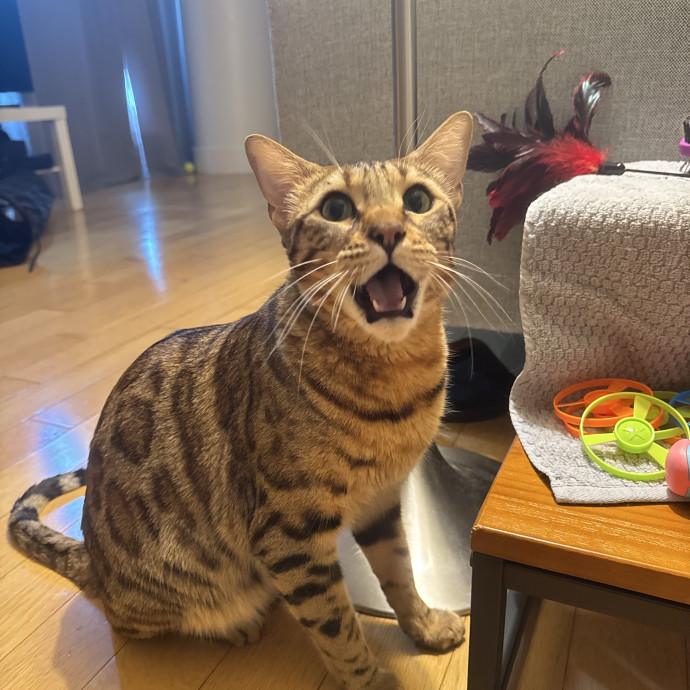 Mercy Around Them Meowmeows