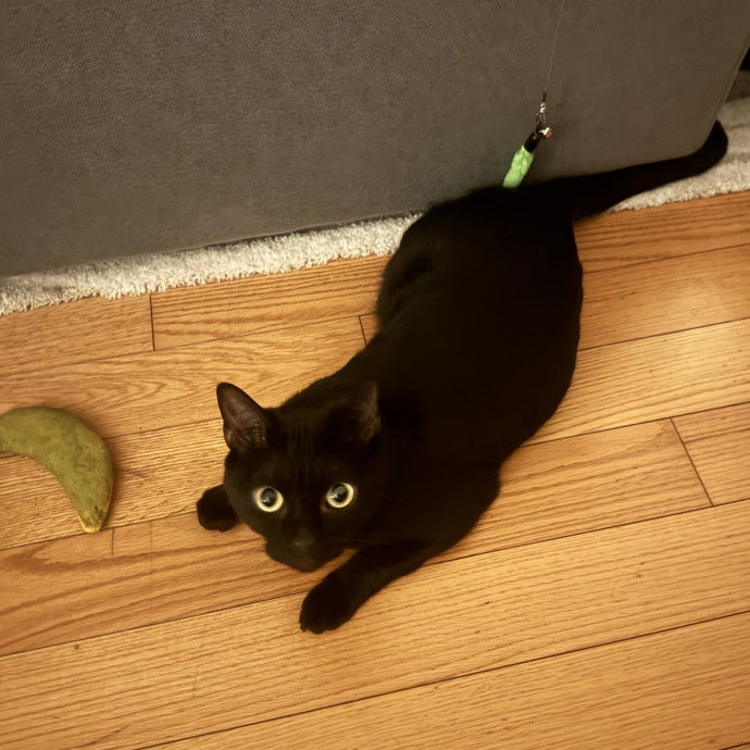 Mercy Around Them Meowmeows