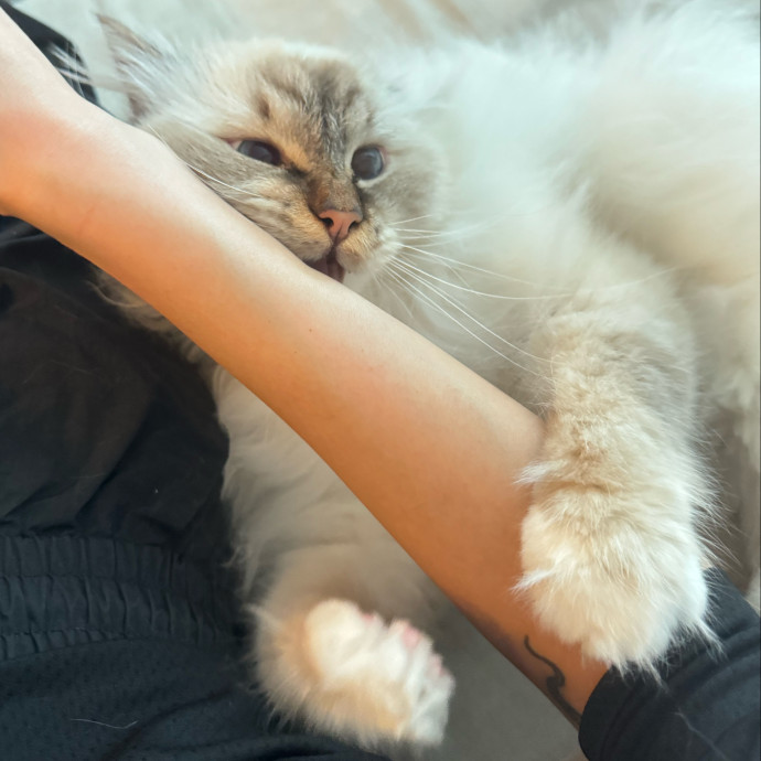 Mercy Around Them Meowmeows