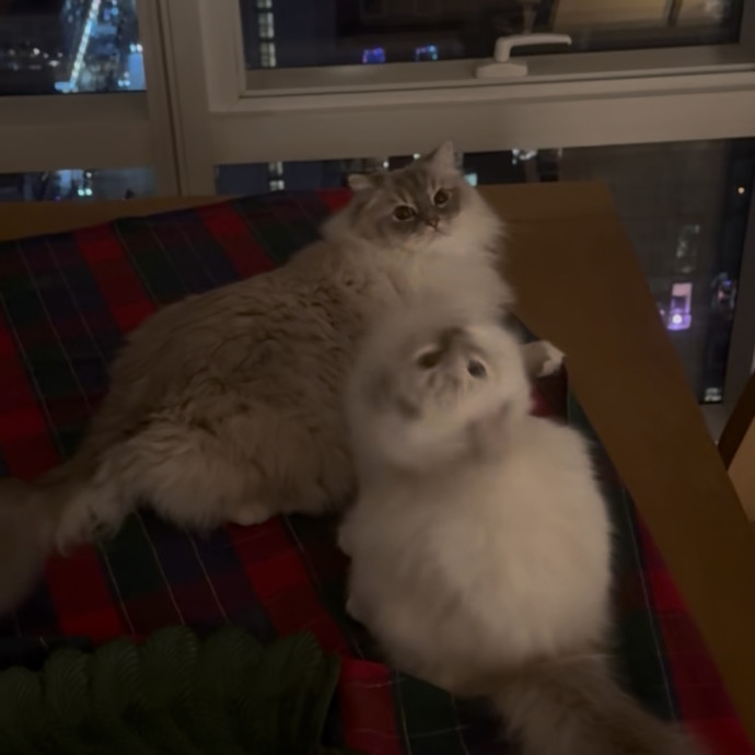 Mercy Around Them Meowmeows