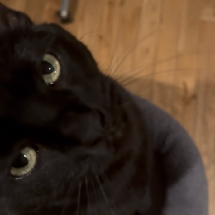 Mercy Around Them Meowmeows