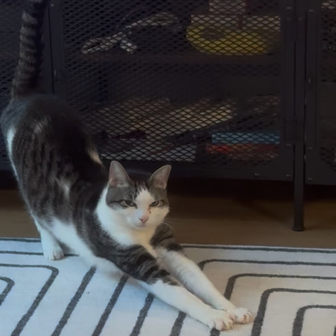 Mercy Around Them Meowmeows photo 2