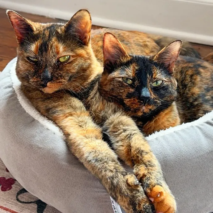 Lu The Ultimate Cat Lover