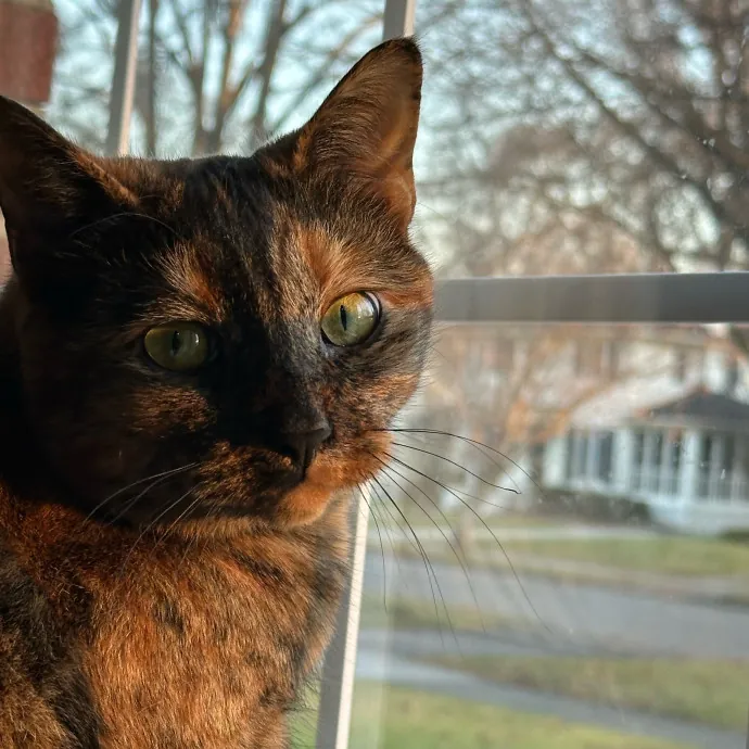 Lu The Ultimate Cat Lover