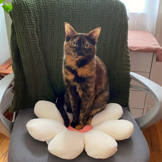 Lu The Ultimate Cat Lover