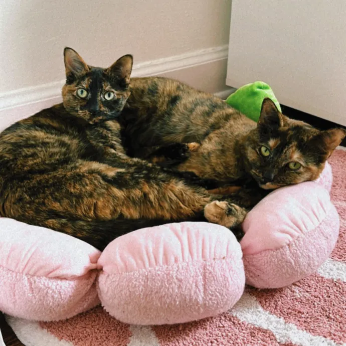 Lu The Ultimate Cat Lover photo 4