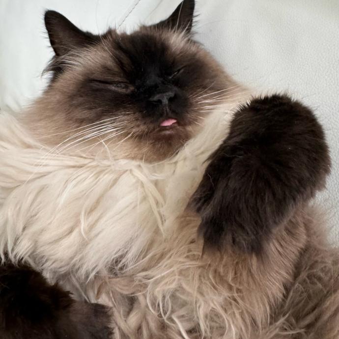 Lu The Ultimate Cat Lover photo 3