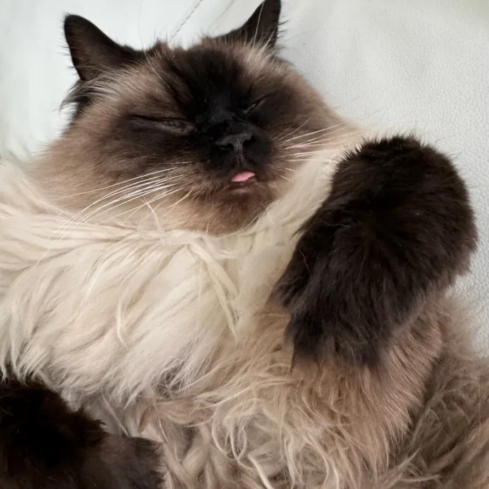 Lu The Ultimate Cat Lover photo 3