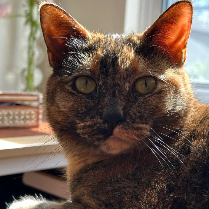 Lu The Ultimate Cat Lover photo 2