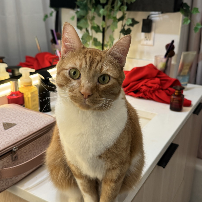Experienced Cat Sitter And Photographer