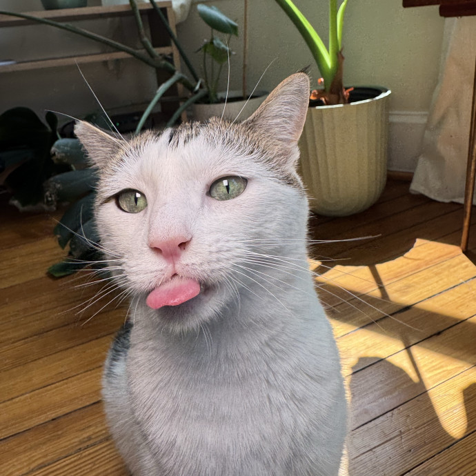Experienced Cat Sitter And Photographer