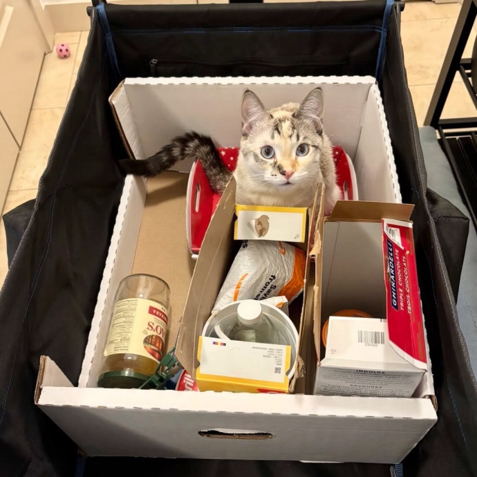 Experienced Cat Sitter And Photographer