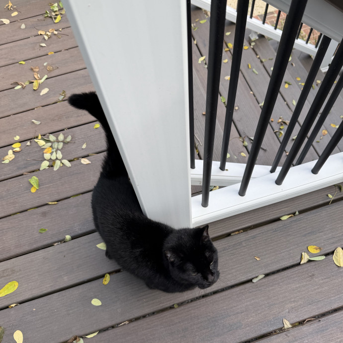 Certified Cat Lover  Reliable Sitter photo 3