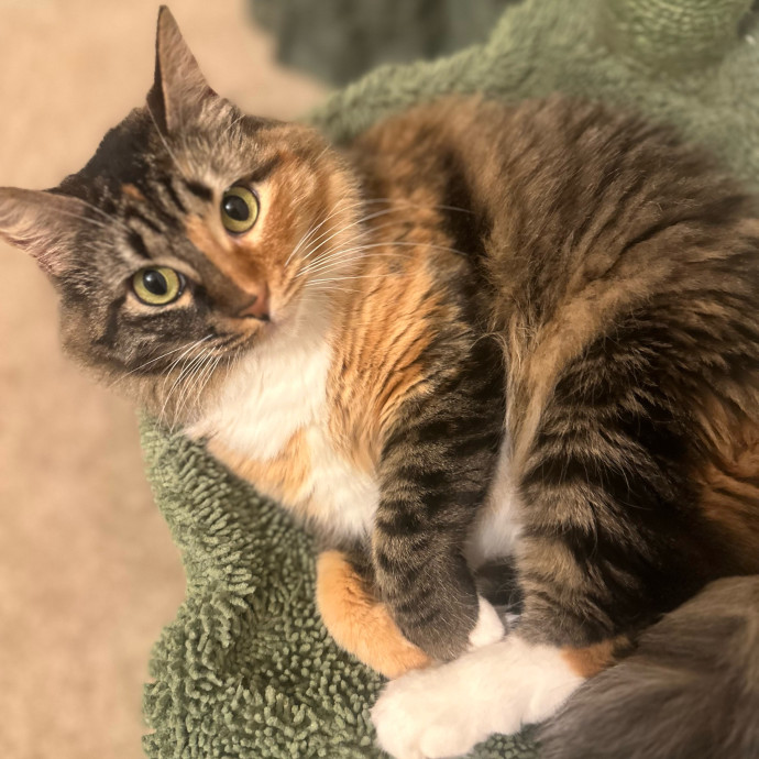 Former Er Vet Tech Providing Loving Cat Care 