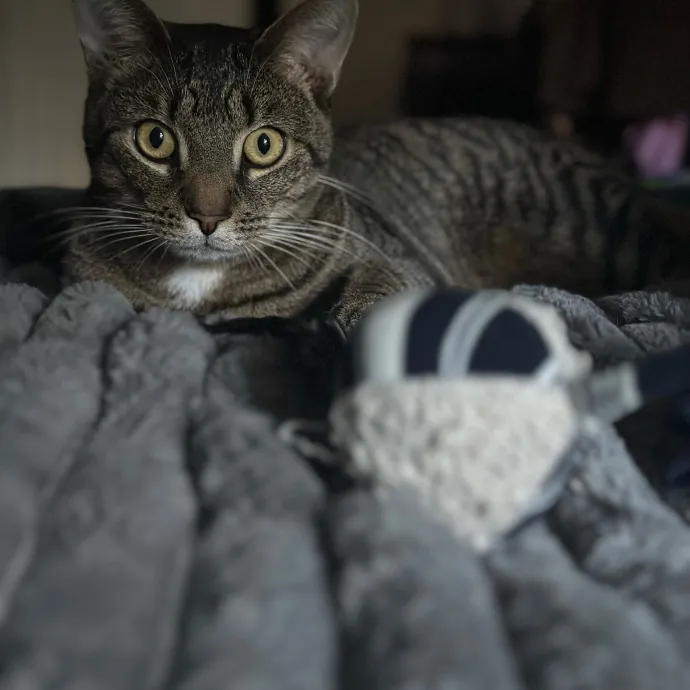Purrfectly Reliable Cat Sitter