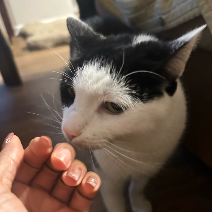 Former Er Vet Tech Providing Loving Cat Care 