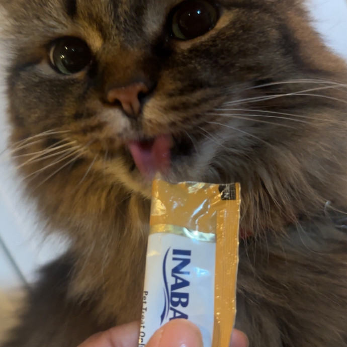 Former Er Vet Tech Providing Loving Cat Care 