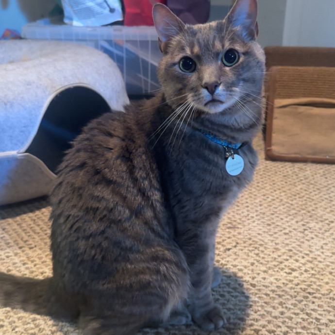 Former Er Vet Tech Providing Loving Cat Care 