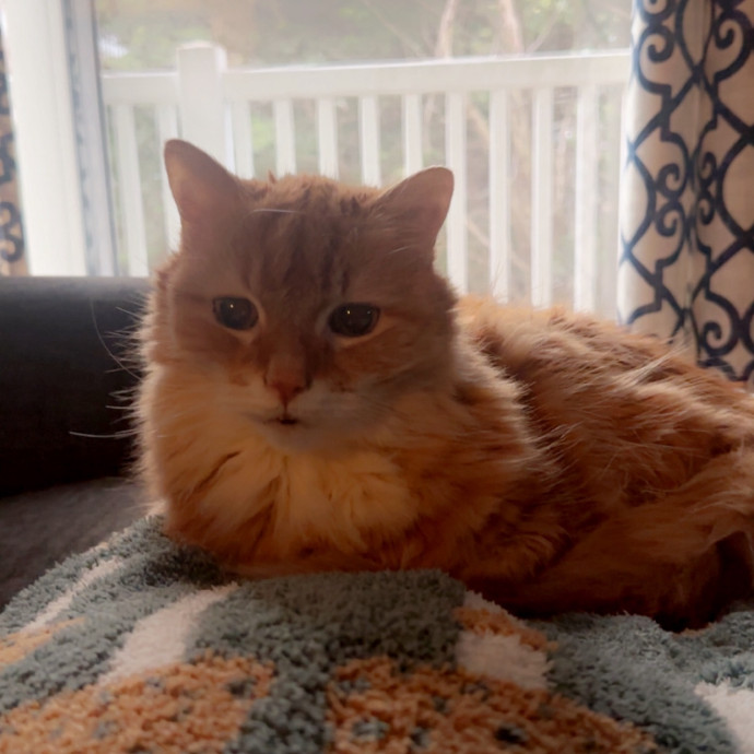 Former Er Vet Tech Providing Loving Cat Care 