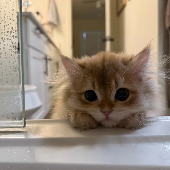 Purrfectly Reliable Cat Sitter