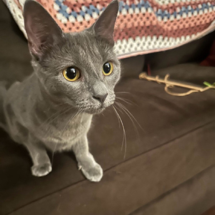 Former Er Vet Tech Providing Loving Cat Care 