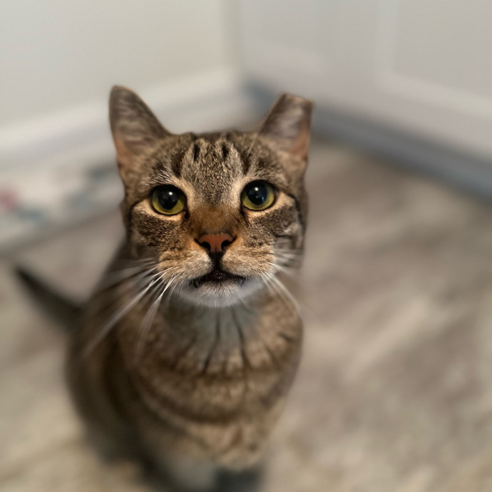 Former Er Vet Tech Providing Loving Cat Care 