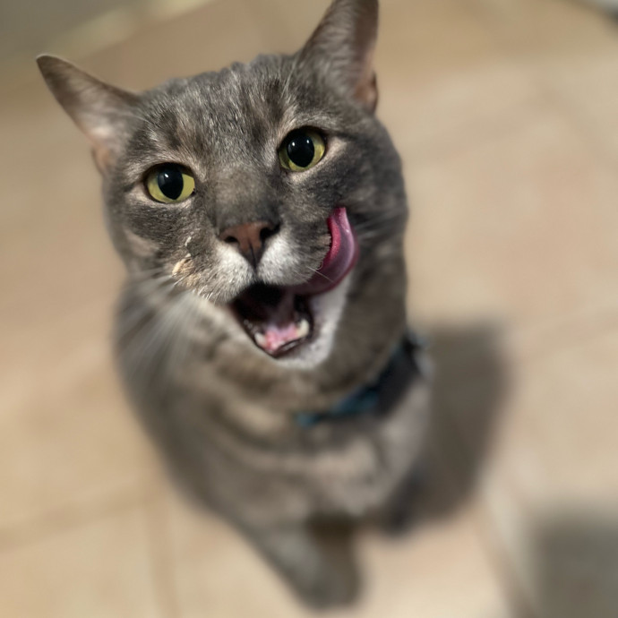 Former Er Vet Tech Providing Loving Cat Care 