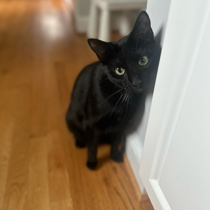 Former Er Vet Tech Providing Loving Cat Care 