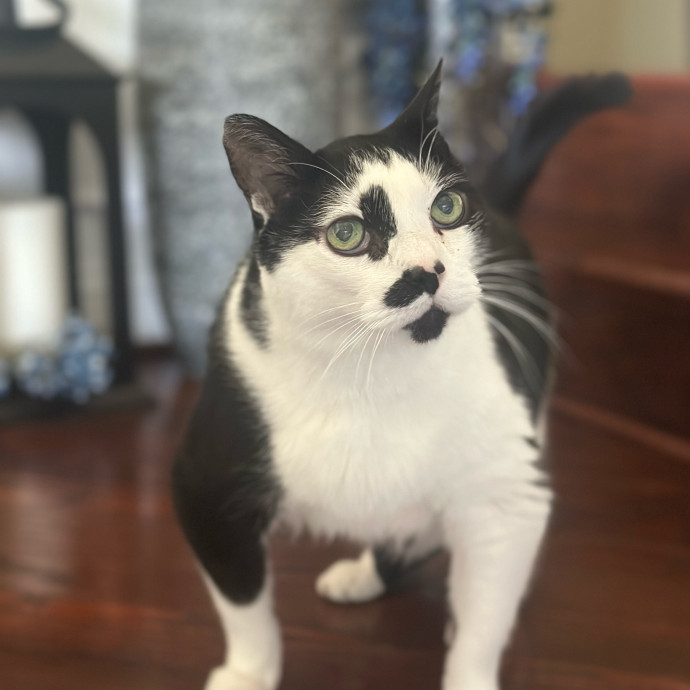 Former Er Vet Tech Providing Loving Cat Care 