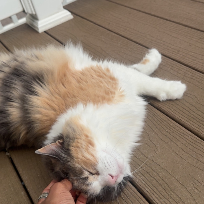 Former Er Vet Tech Providing Loving Cat Care 