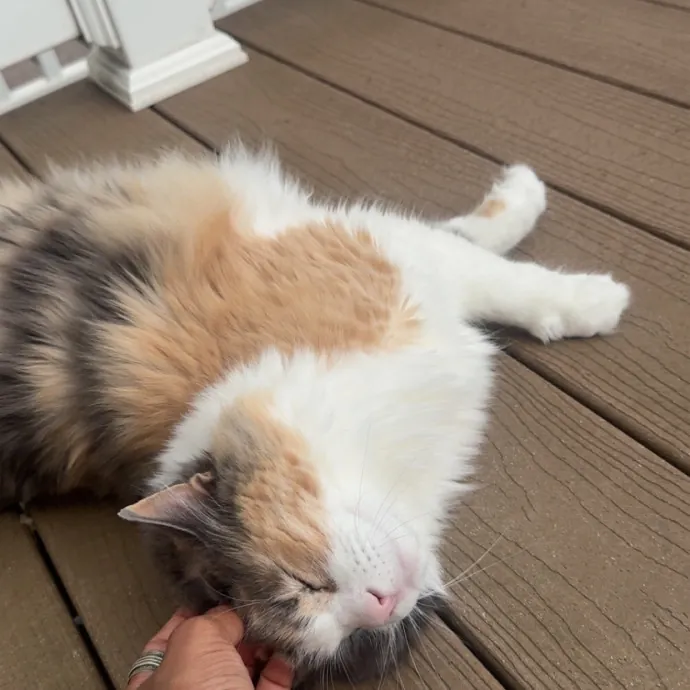Purrfectly Reliable Cat Sitter