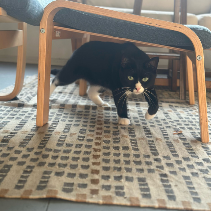 Former Er Vet Tech Providing Loving Cat Care 