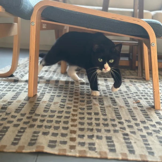 Purrfectly Reliable Cat Sitter
