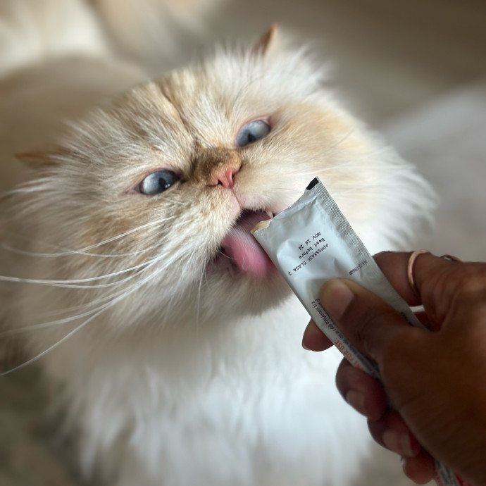 Former Er Vet Tech Providing Loving Cat Care 