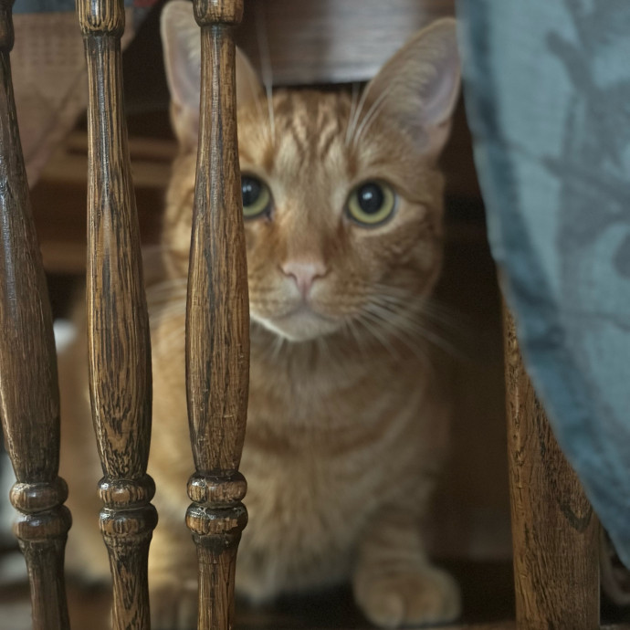 Former Er Vet Tech Providing Loving Cat Care 