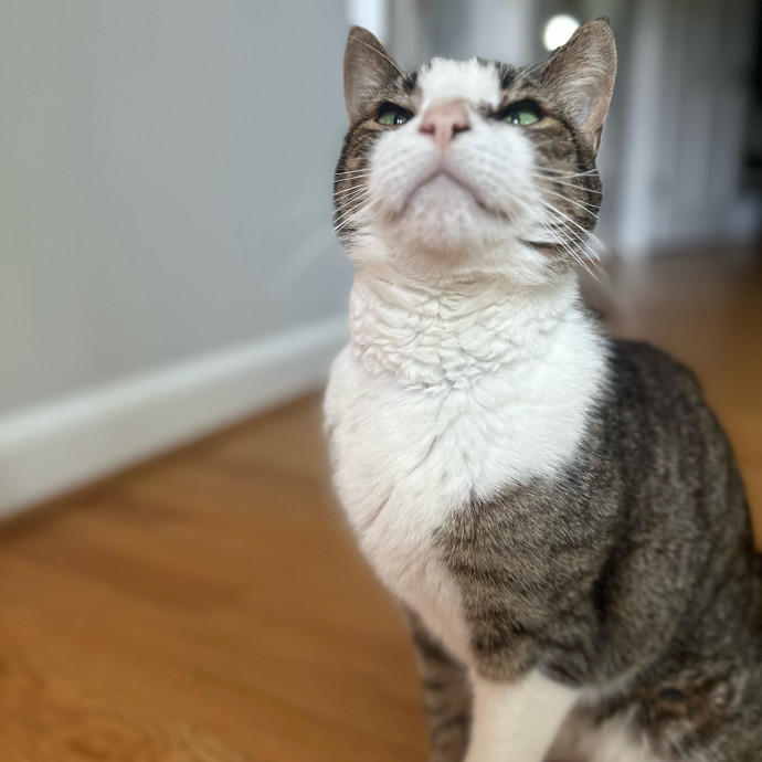 Former Er Vet Tech Providing Loving Cat Care 