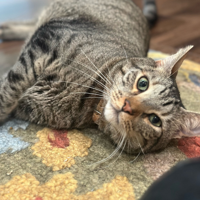Former Er Vet Tech Providing Loving Cat Care 