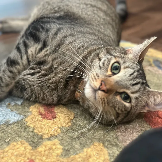 Purrfectly Reliable Cat Sitter