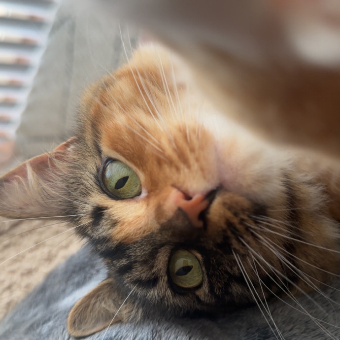 Former Er Vet Tech Providing Loving Cat Care 