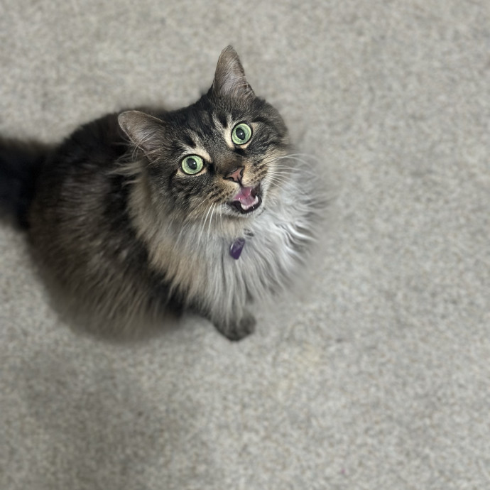 Former Er Vet Tech Providing Loving Cat Care 