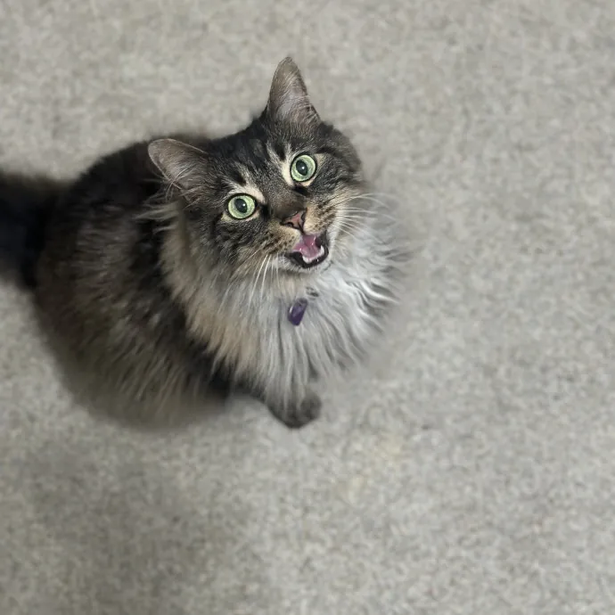 Purrfectly Reliable Cat Sitter