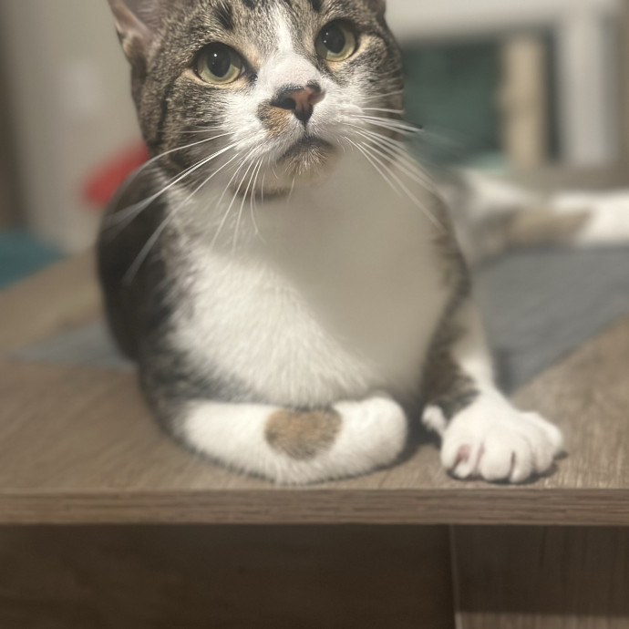 Former Er Vet Tech Providing Loving Cat Care 